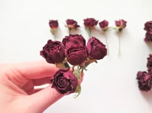 How to Dry and Preserve Flowers in Singapore