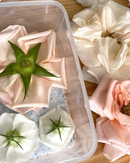 Step 2: Place your flowers onto the Silica Gel layer. (Optional: Consider cutting off the flower stems to fit more flowers inside)